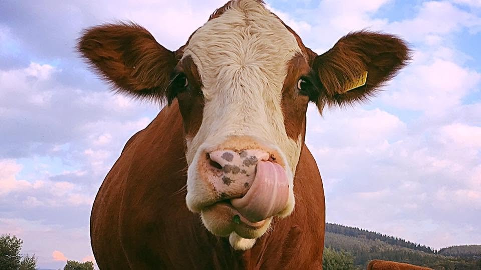 San Ignacio Almendra, ejemplar Simmental en pradera del criadero