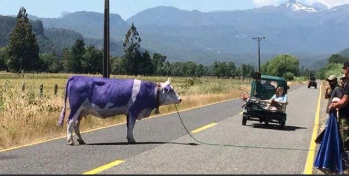 San Ignacio Cinta caracterizada como la vaca lila durante una filmación de Milka en Pucón