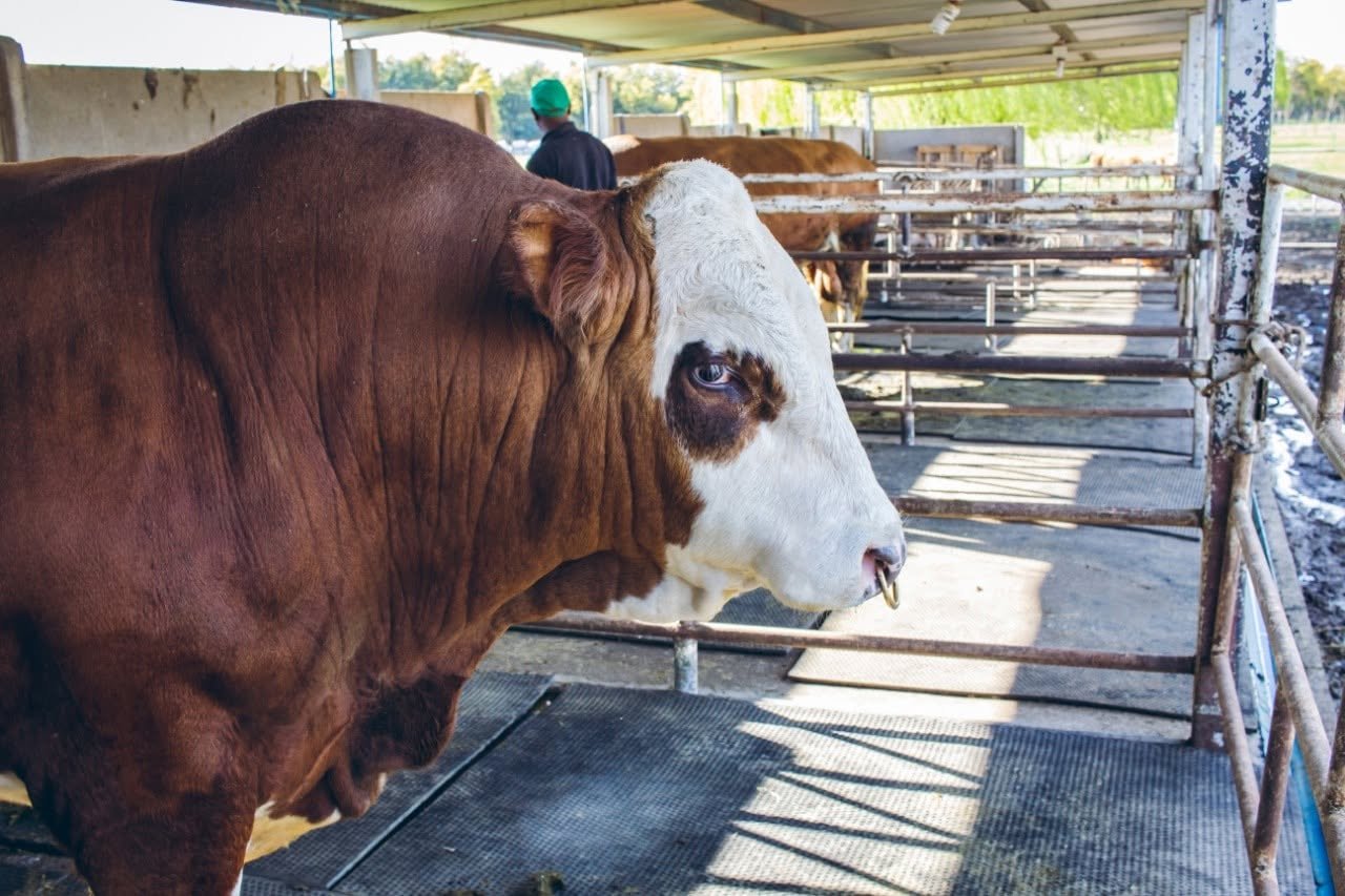 San Ignacio Emperador, ejemplar Simmental de gran presencia en corral