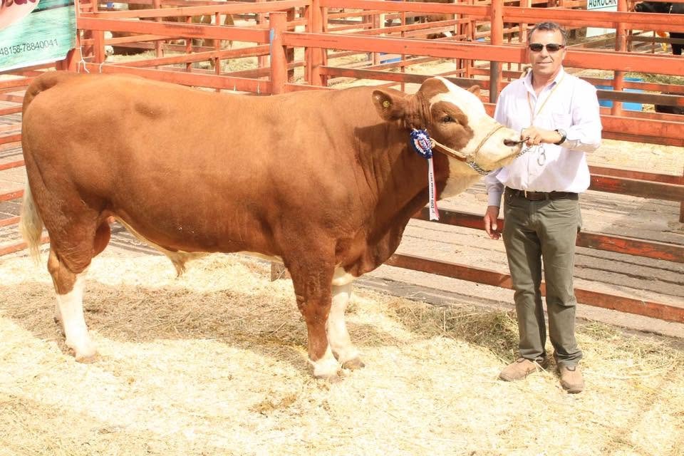San Ignacio Estero, ejemplar histórico del Criadero San Ignacio en exposición
