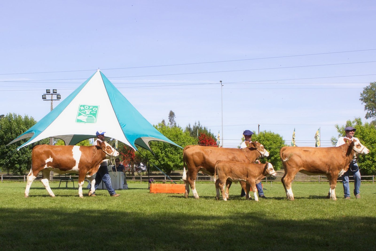 Participación del Criadero San Ignacio en pista de exposición